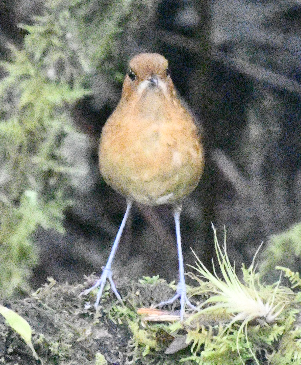 Muisca Antpitta - ML637130603