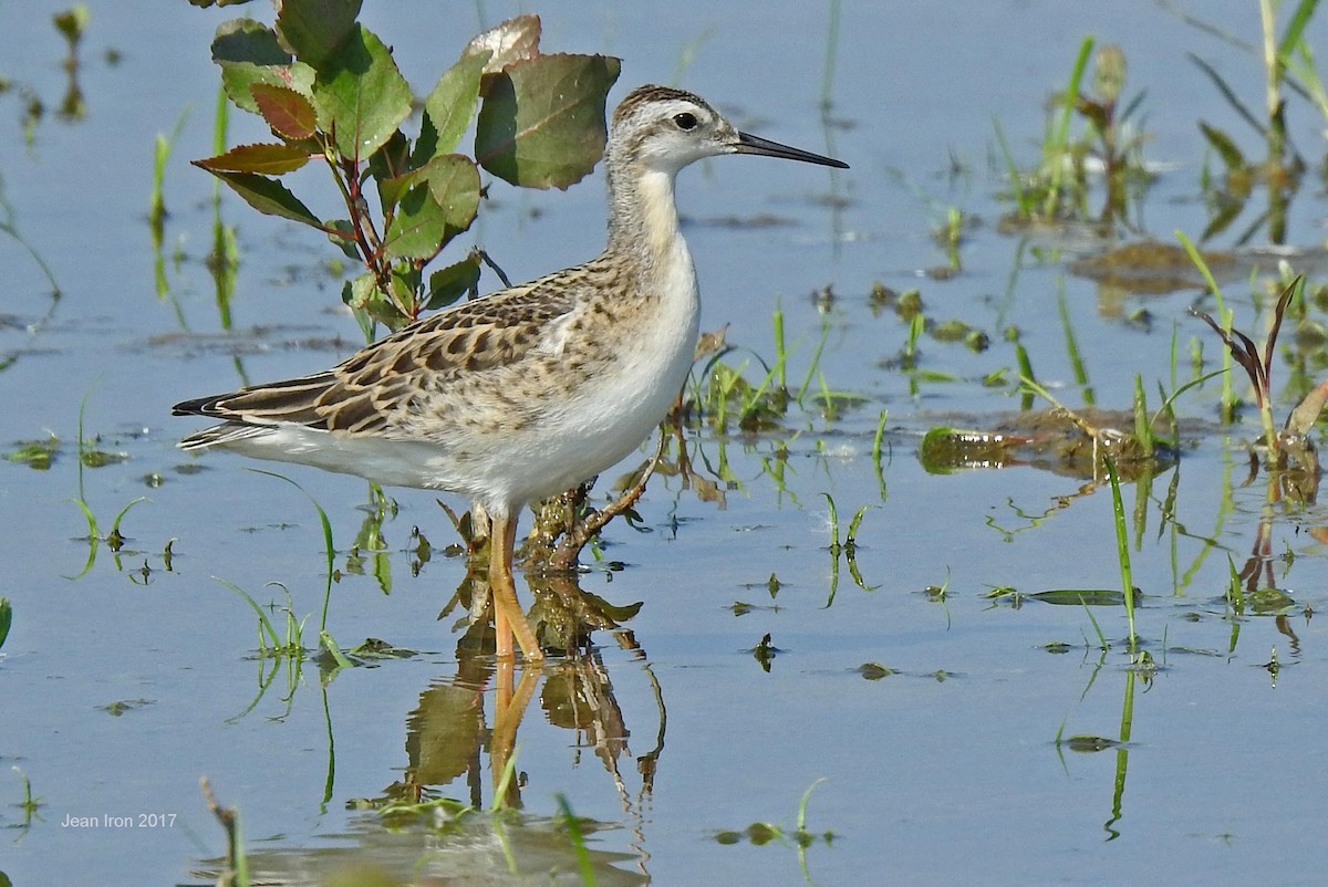 Wilson's Phalarope - Jean Iron