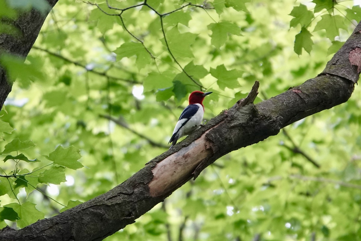 Red-headed Woodpecker - ML637130610