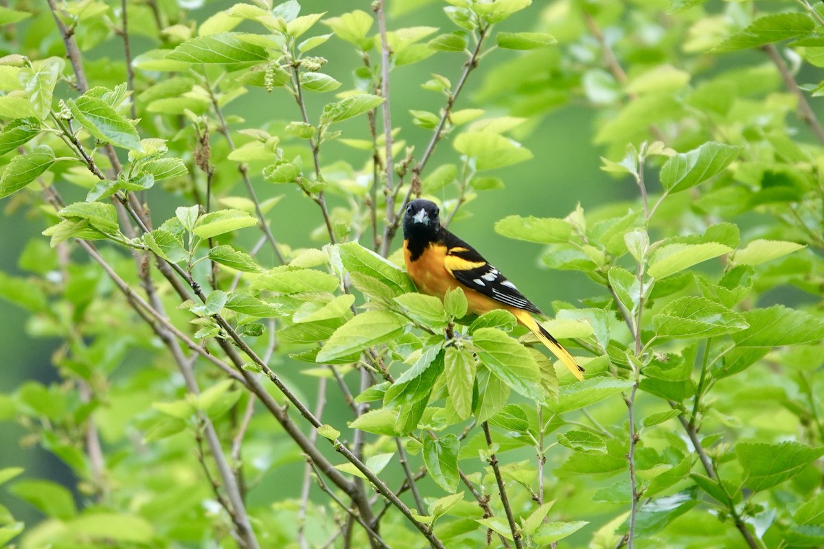 Baltimore Oriole - ML637130642