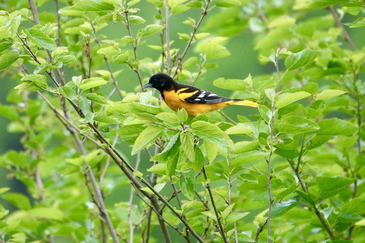 Baltimore Oriole - ML637130643