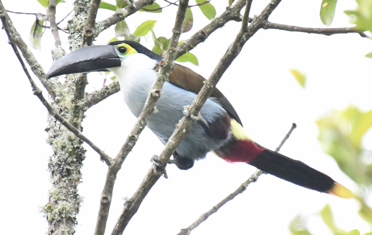Black-billed Mountain-Toucan - ML637130644