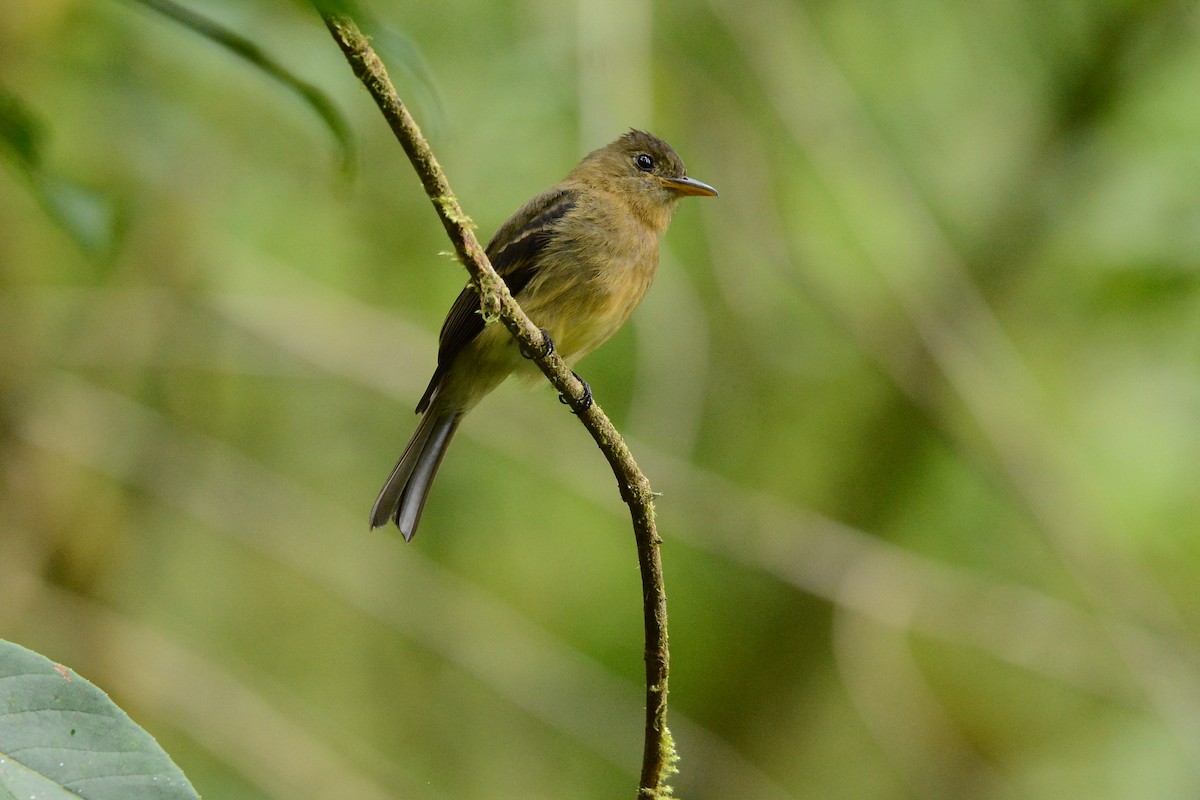 Ochraceous Pewee - ML637130851