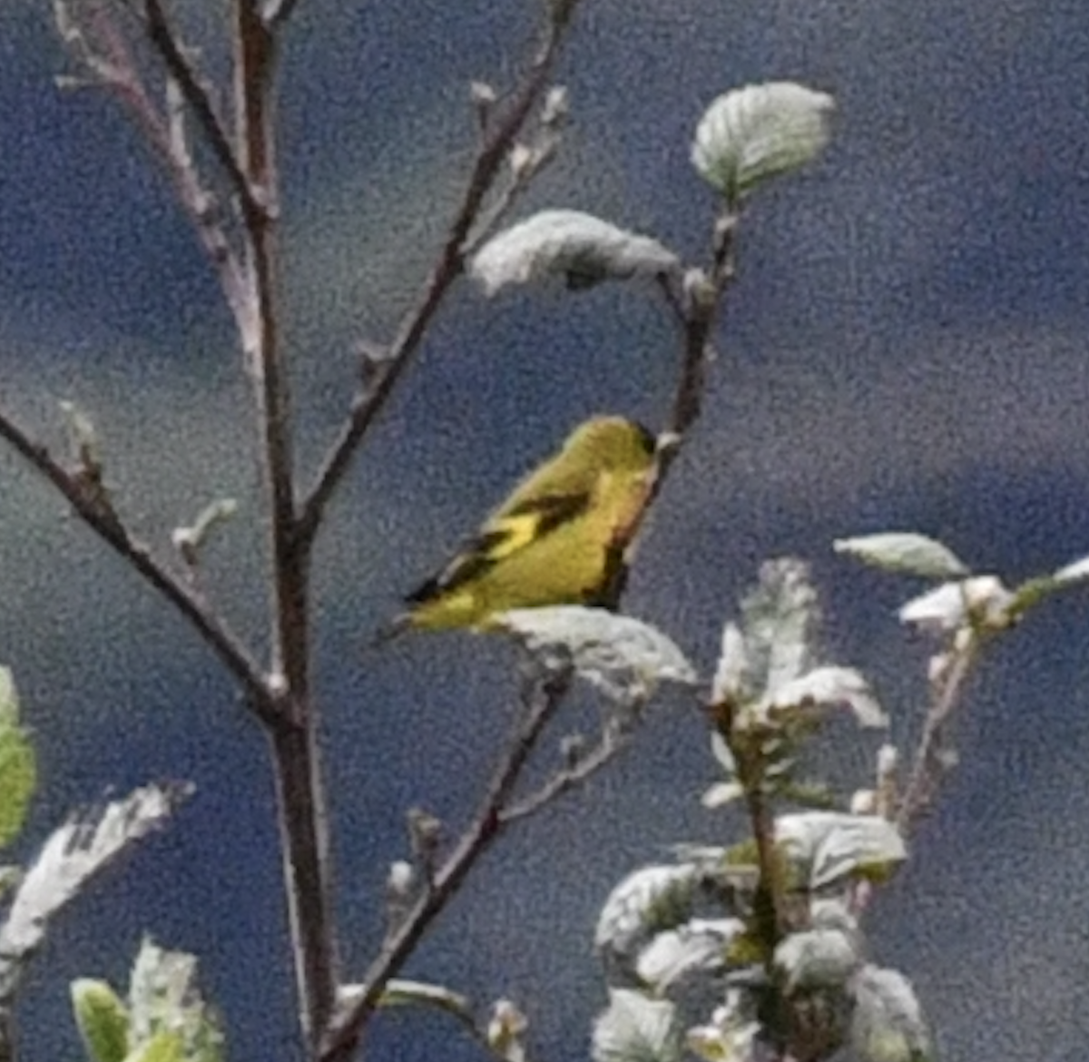 Andean Siskin - ML637130860