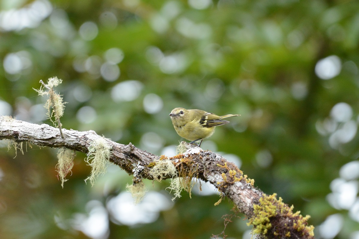 Yellow-winged Vireo - ML637130874