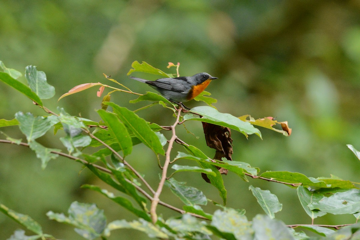Flame-throated Warbler - ML637130916