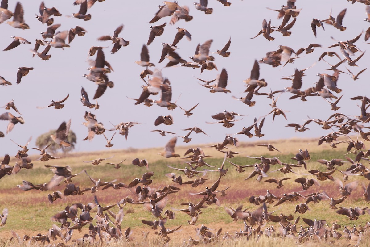 Flock Bronzewing - ML637131037