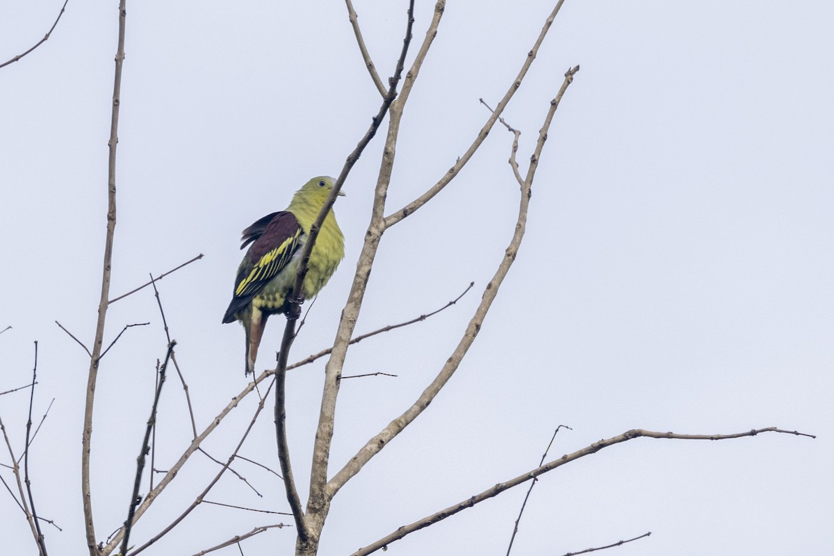 Gray-fronted Green-Pigeon - ML637131050
