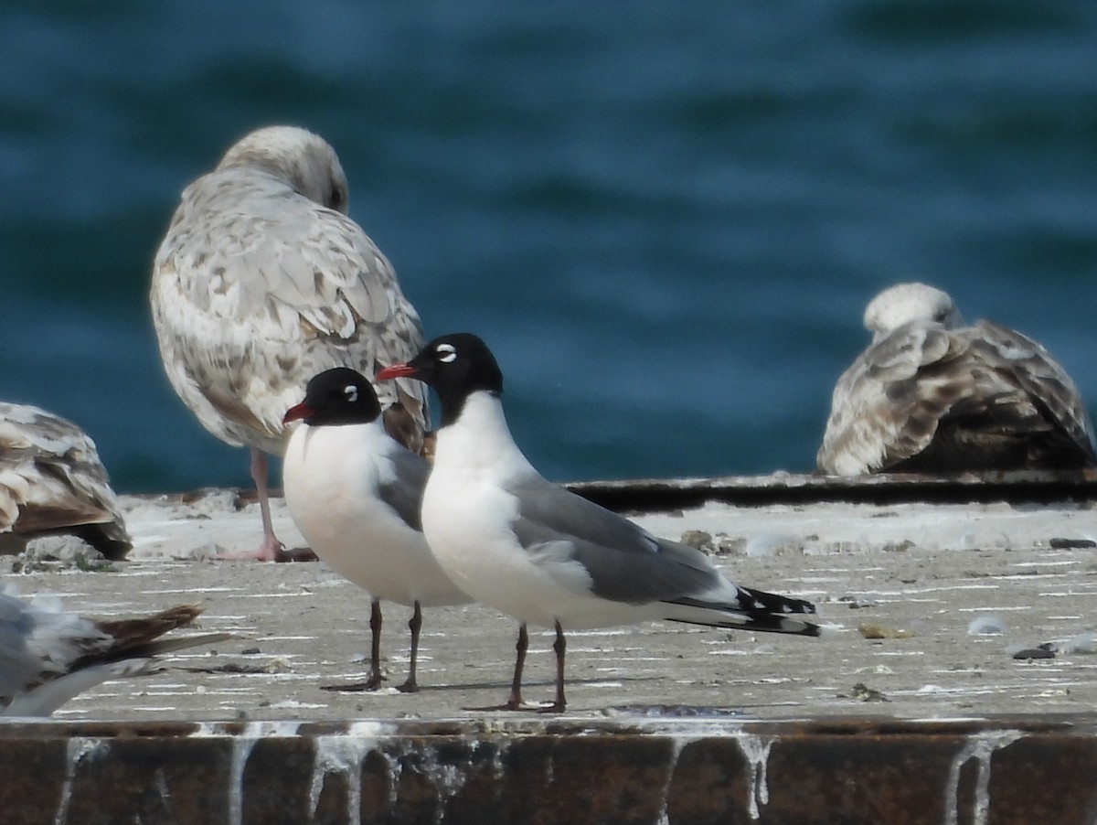 Franklin's Gull - ML637131104