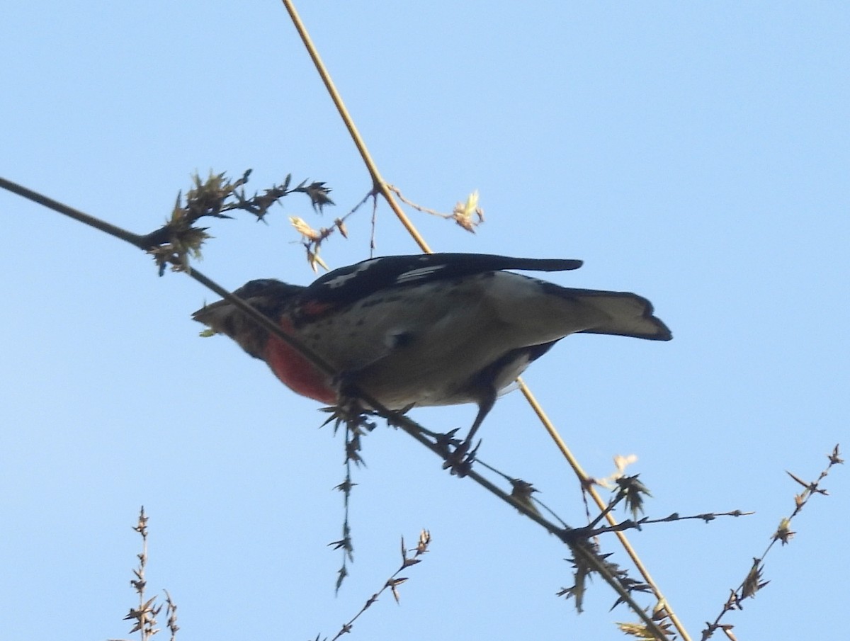 Rose-breasted Grosbeak - ML637131113