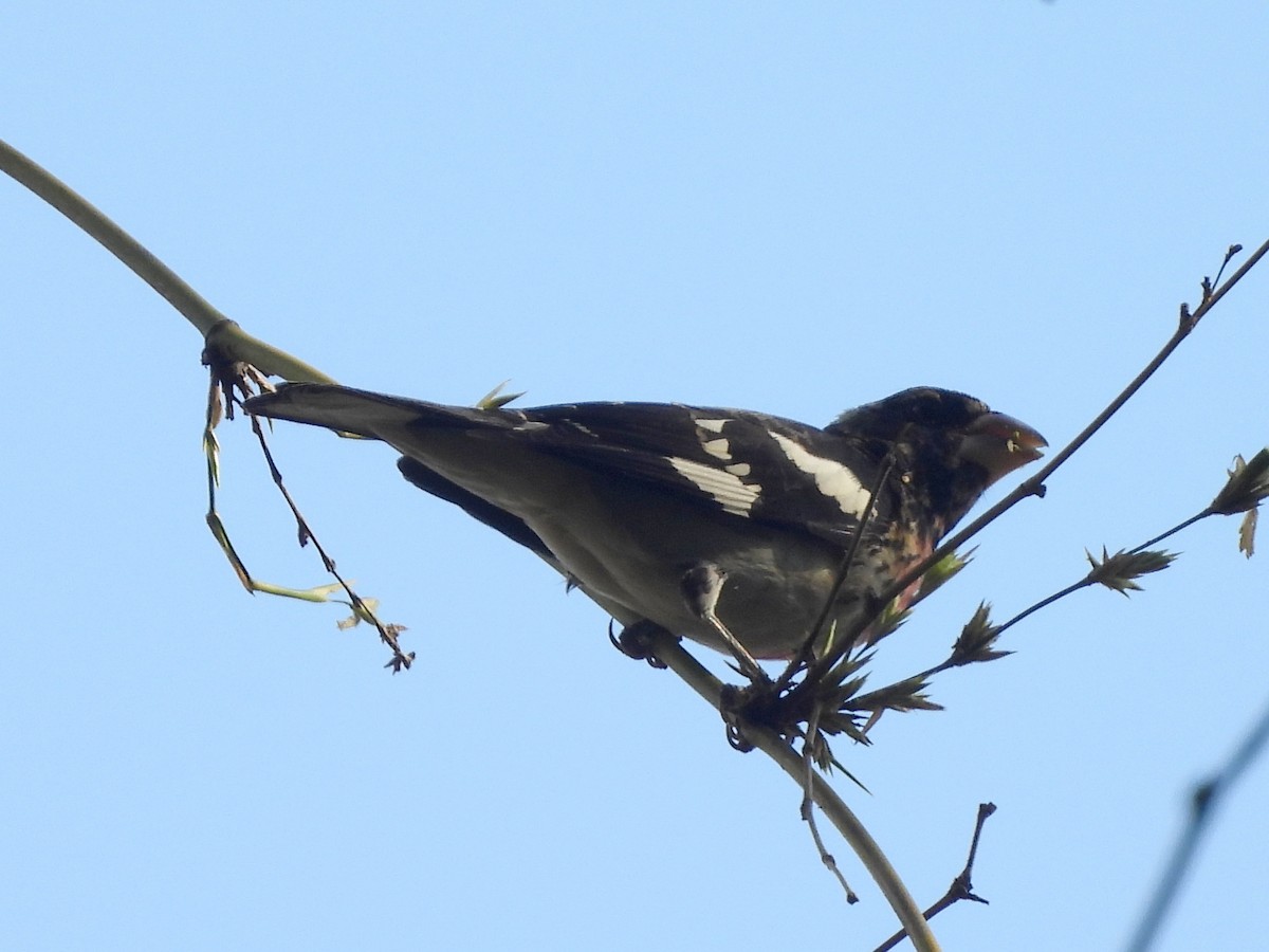 Rose-breasted Grosbeak - ML637131115
