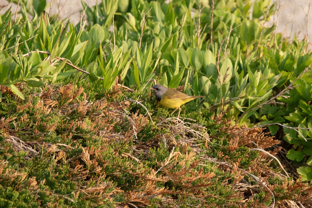Mourning Warbler - ML637131140