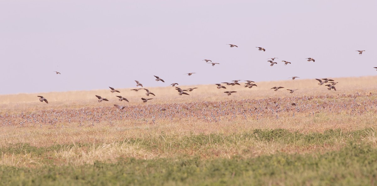 Flock Bronzewing - ML637131212