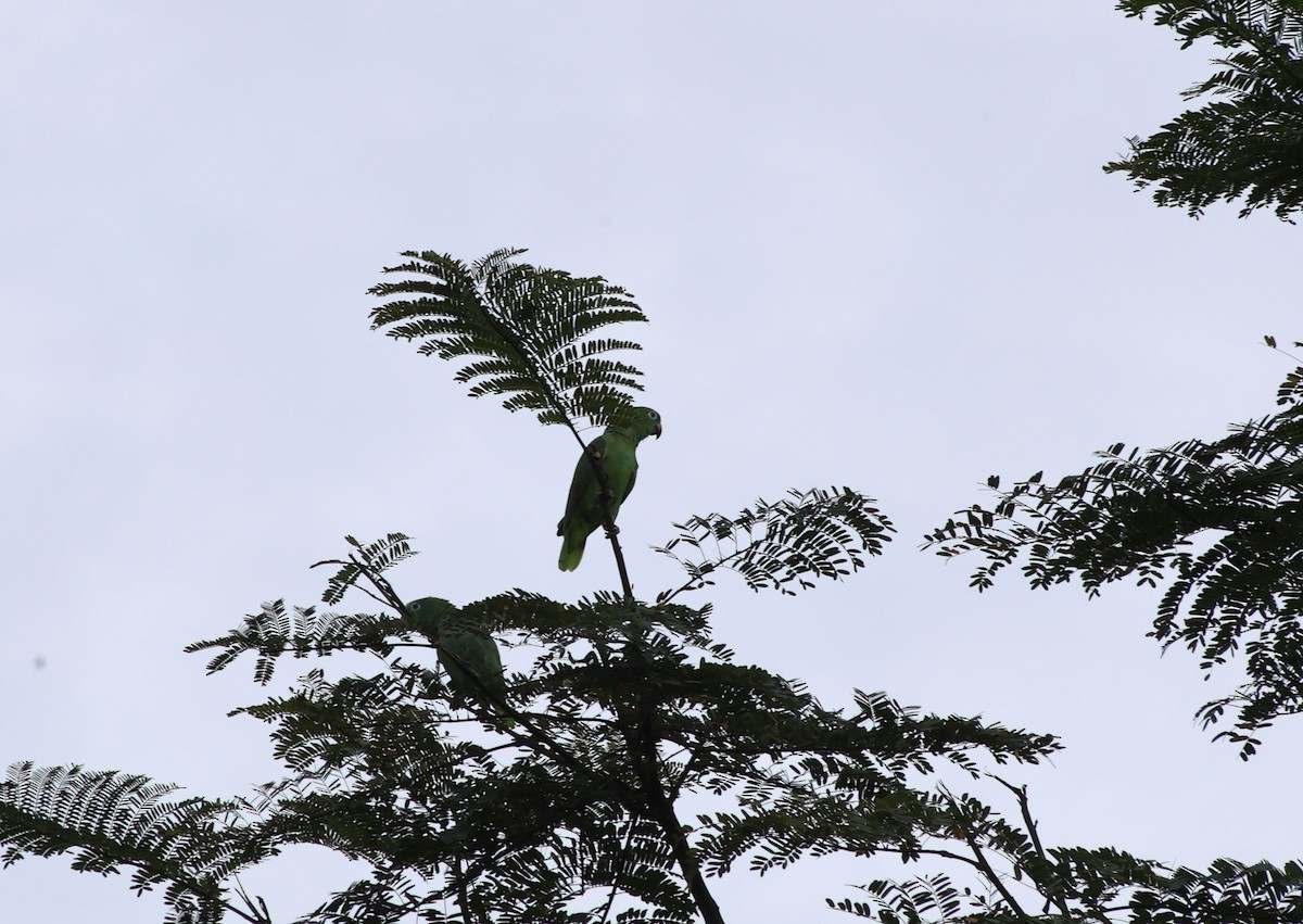 Yellow-crowned Amazon - ML637131284
