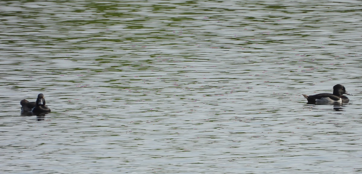 Ring-necked Duck - ML637131344