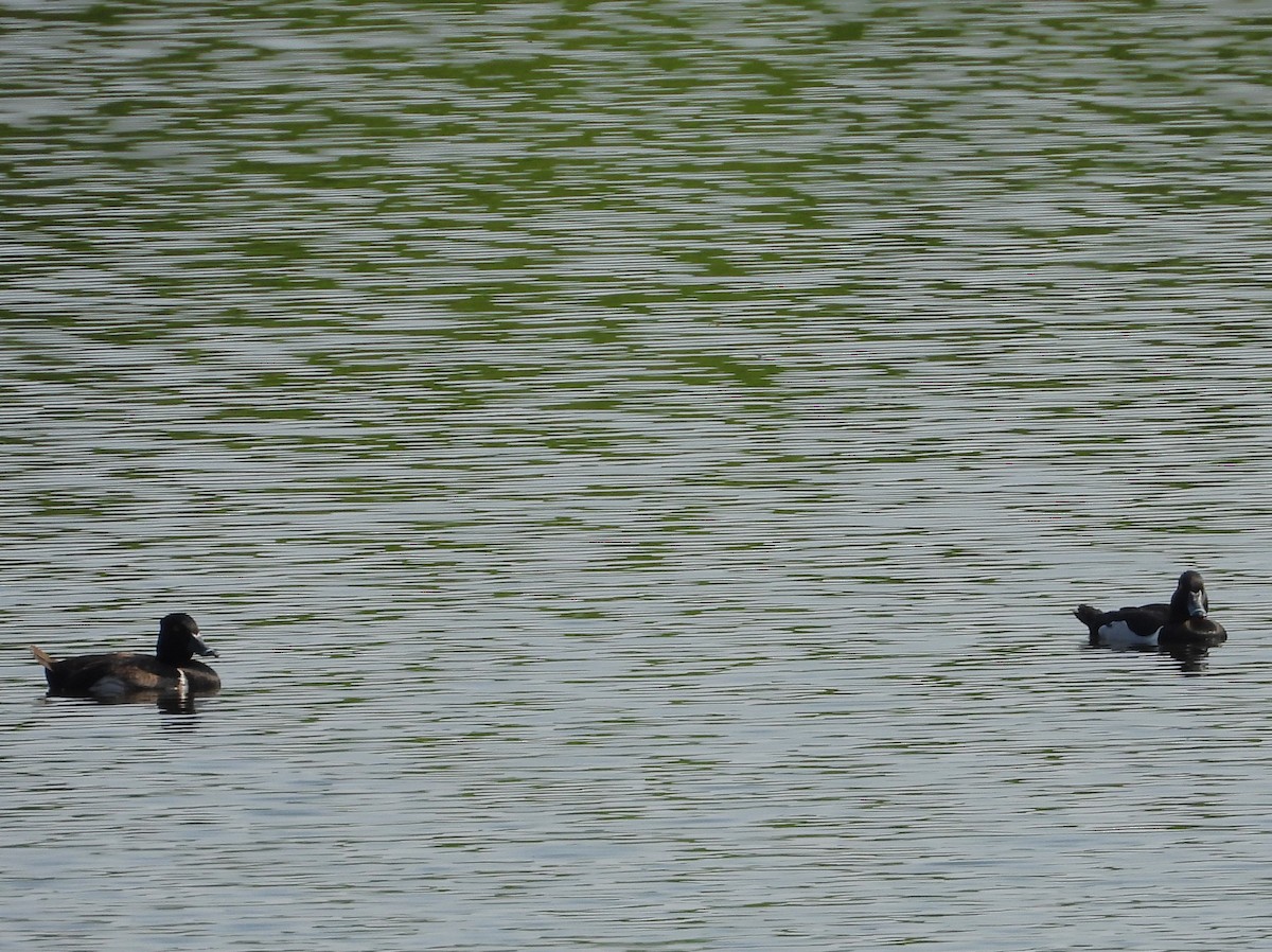 Ring-necked Duck - ML637131345