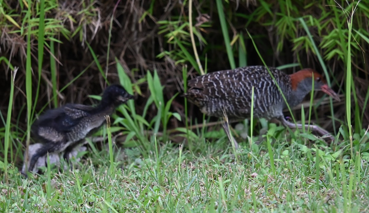 Slaty-breasted Rail - ML637131353