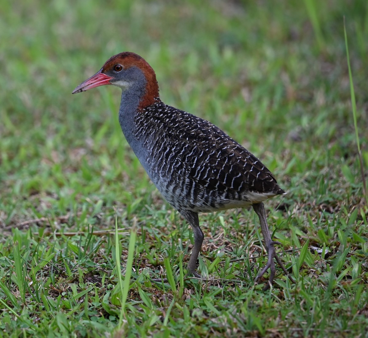 Slaty-breasted Rail - ML637131368