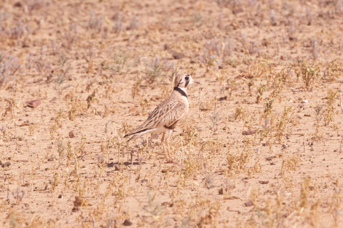 Inland Dotterel - ML637131485