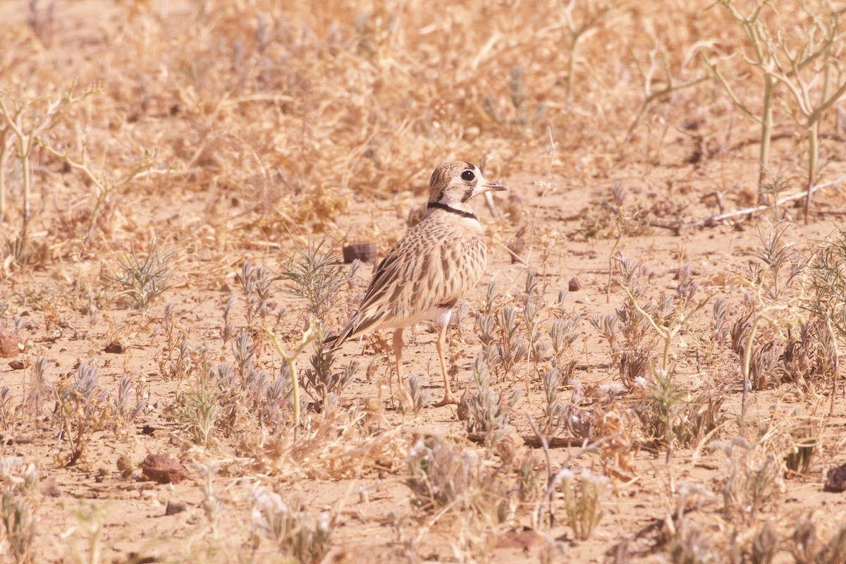Inland Dotterel - ML637131506