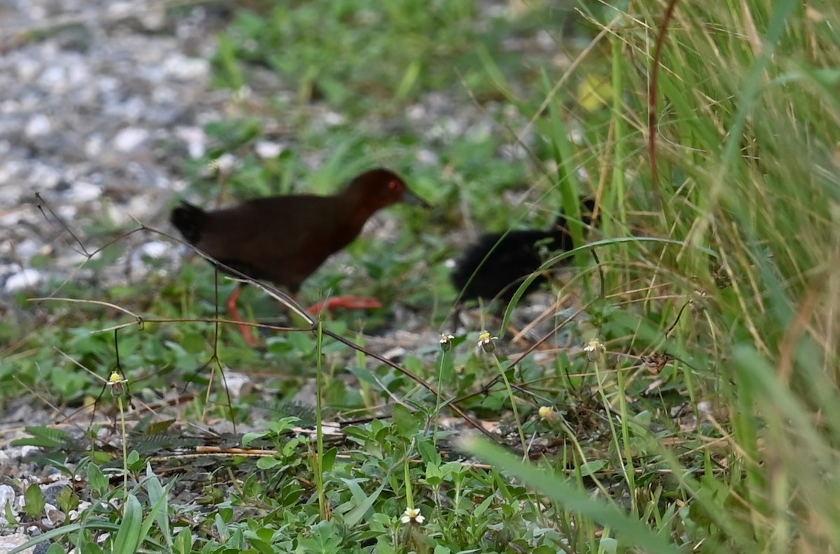 Ruddy-breasted Crake - ML637131511