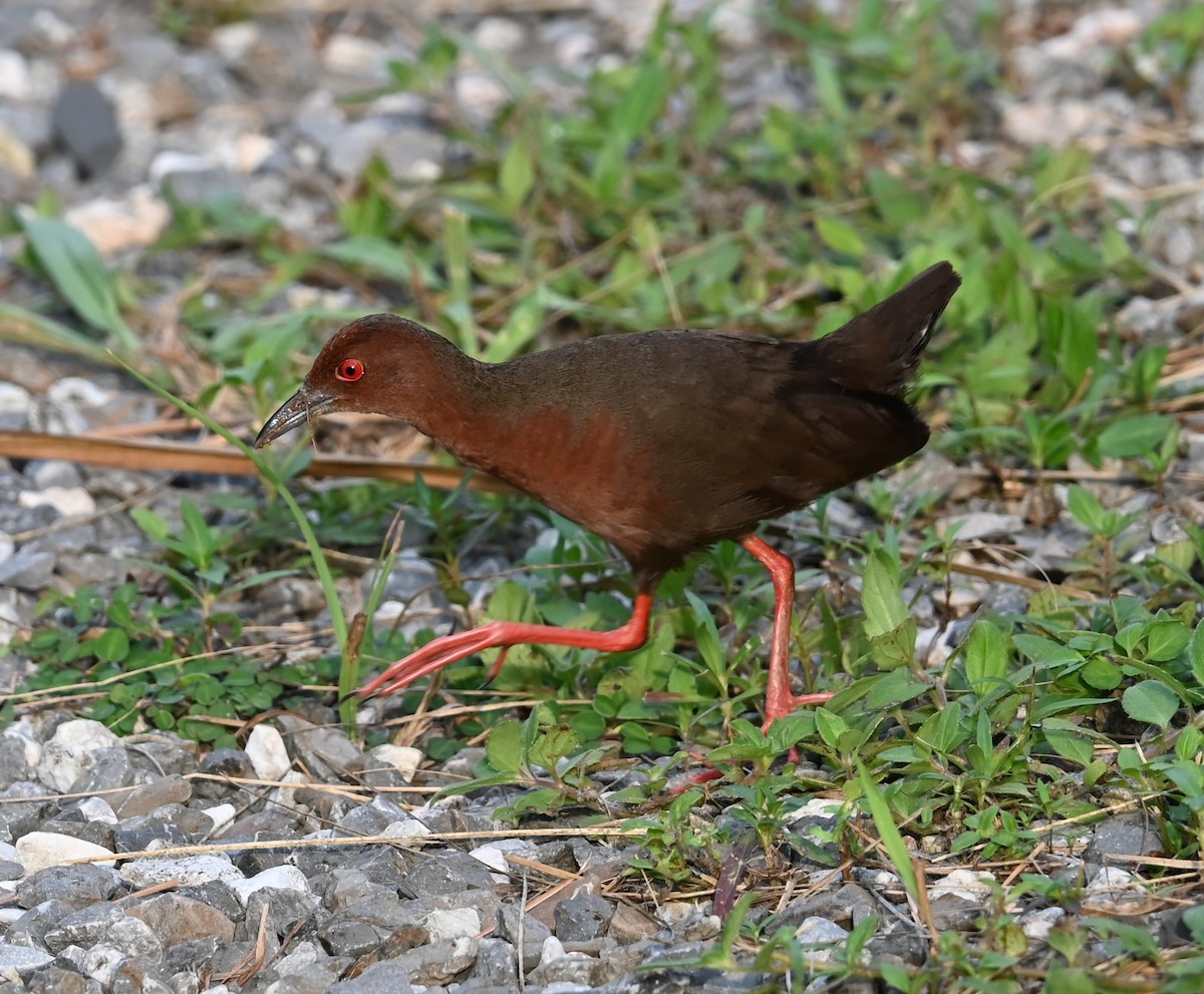 Ruddy-breasted Crake - ML637131538