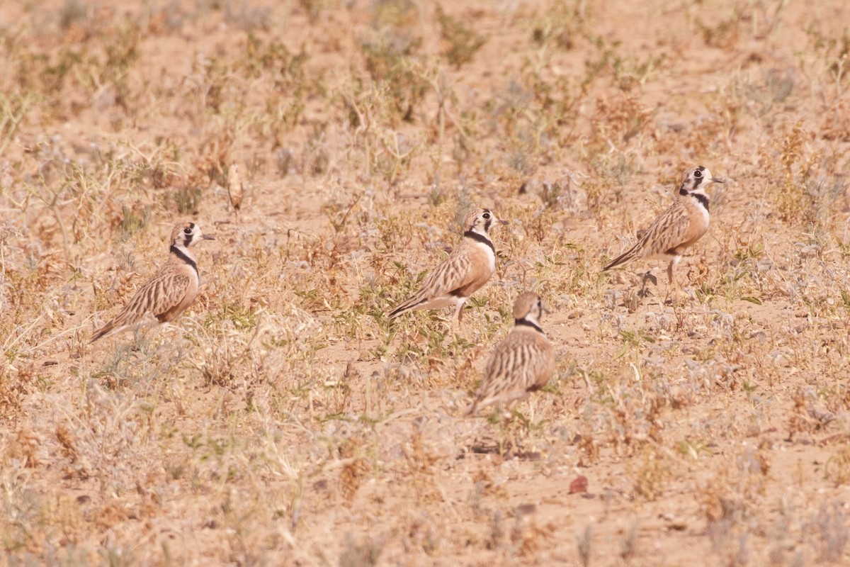 Inland Dotterel - ML637131603