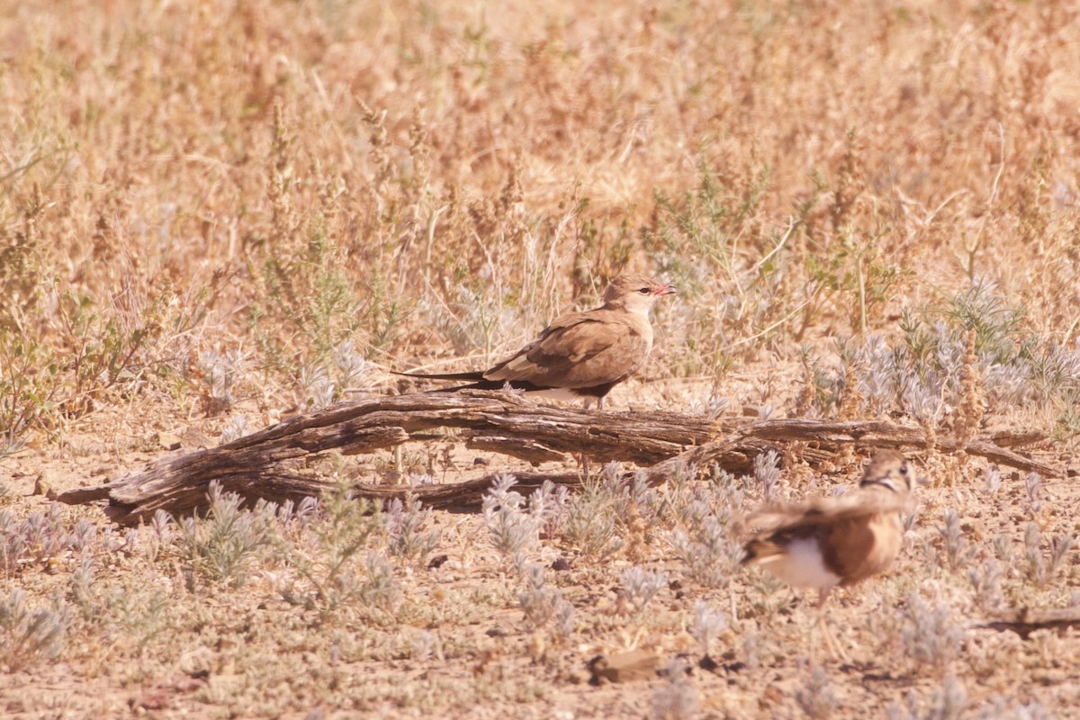 Australian Pratincole - ML637131659