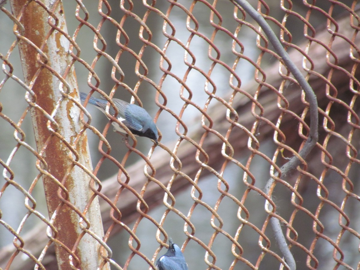 Black-throated Blue Warbler - ML637131846