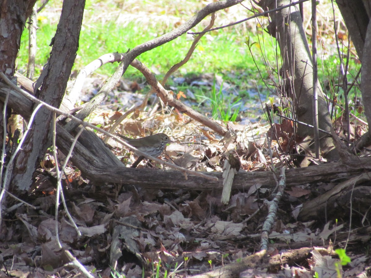 Ovenbird - ML637131876