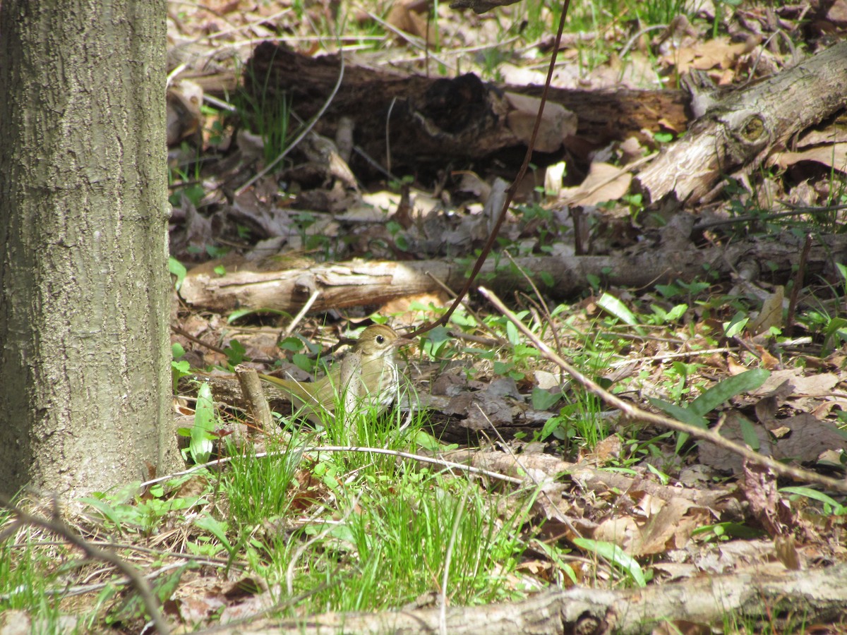 Ovenbird - ML637131877