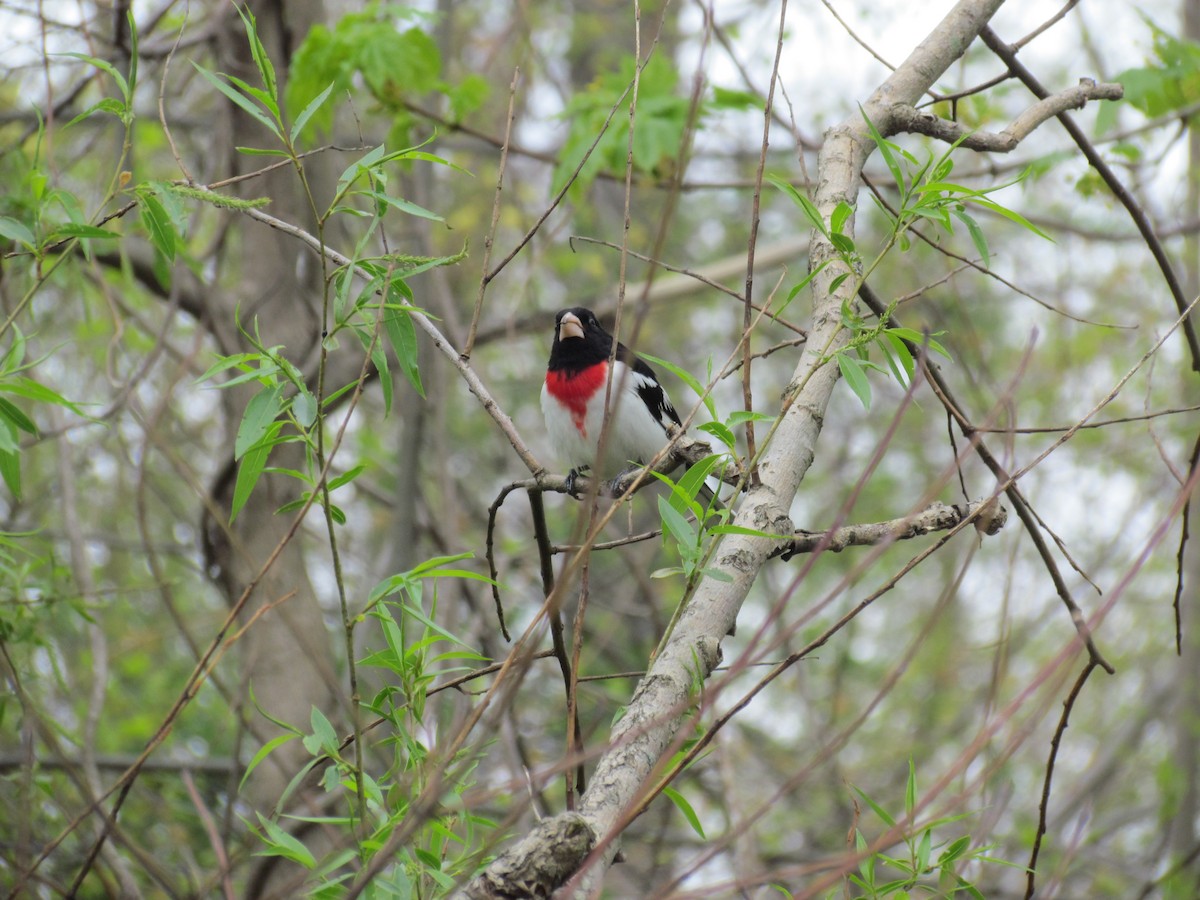 Rose-breasted Grosbeak - ML637131919