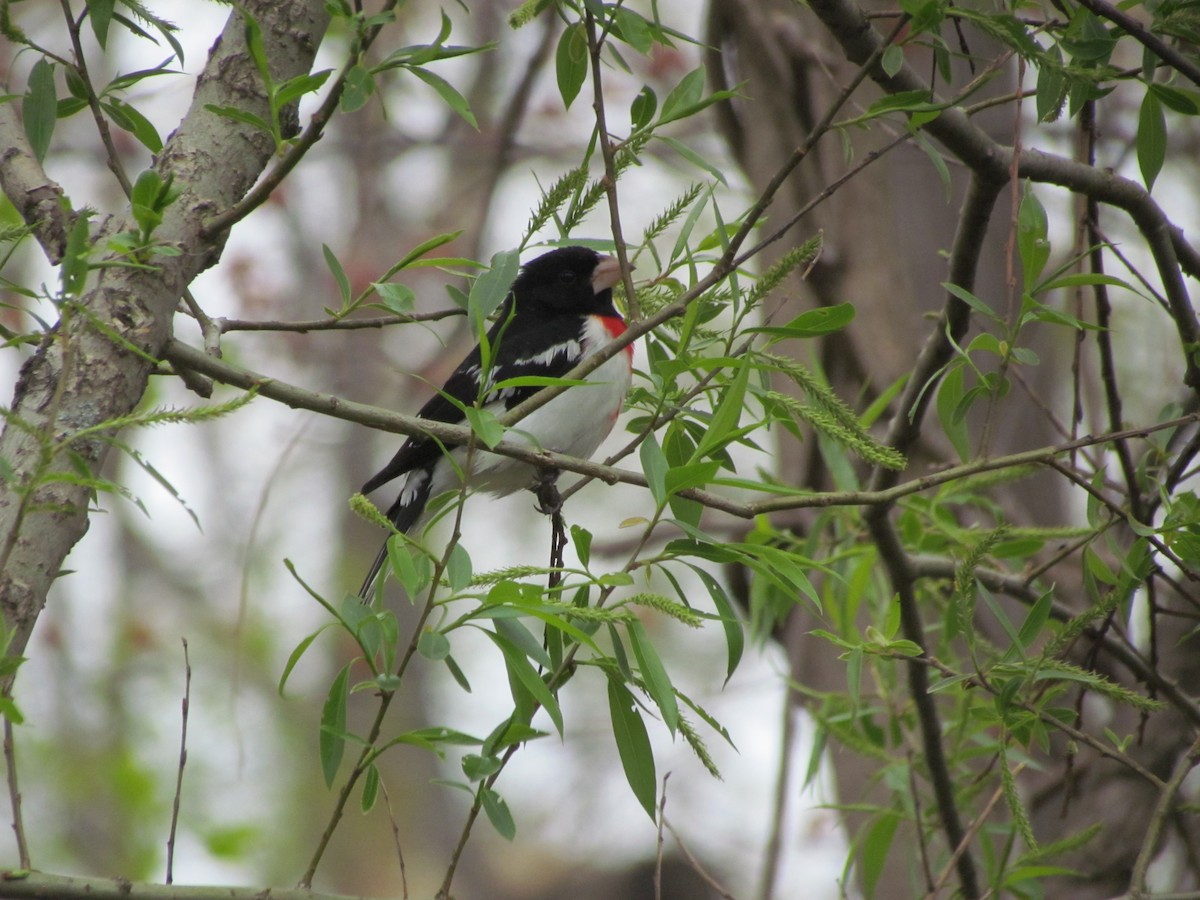 Rose-breasted Grosbeak - ML637131920