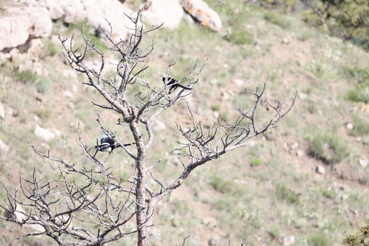 Black-billed Magpie - ML637131963