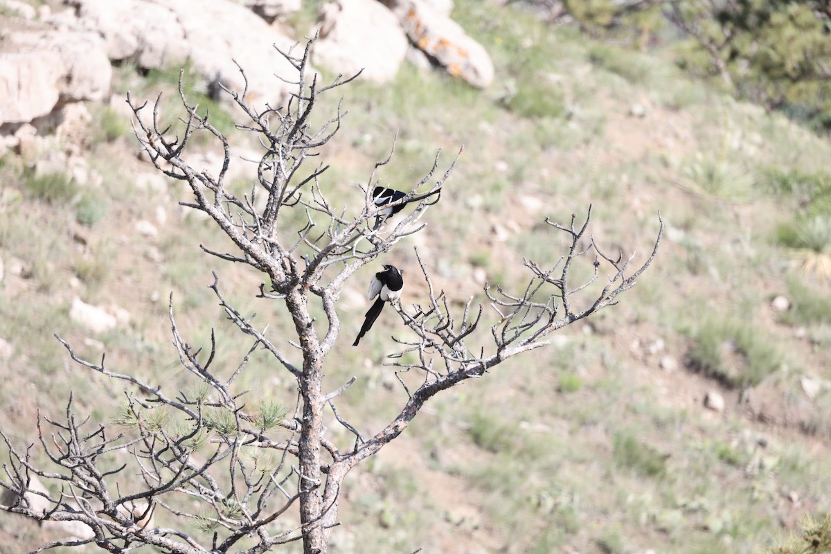 Black-billed Magpie - ML637132000