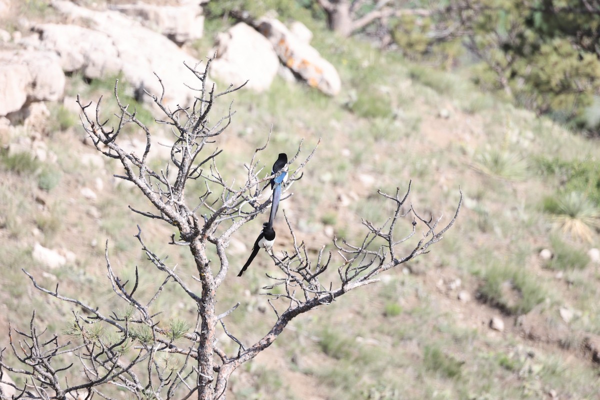 Black-billed Magpie - ML637132031