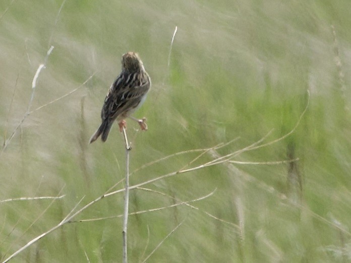 Baird's Sparrow - ML637132041