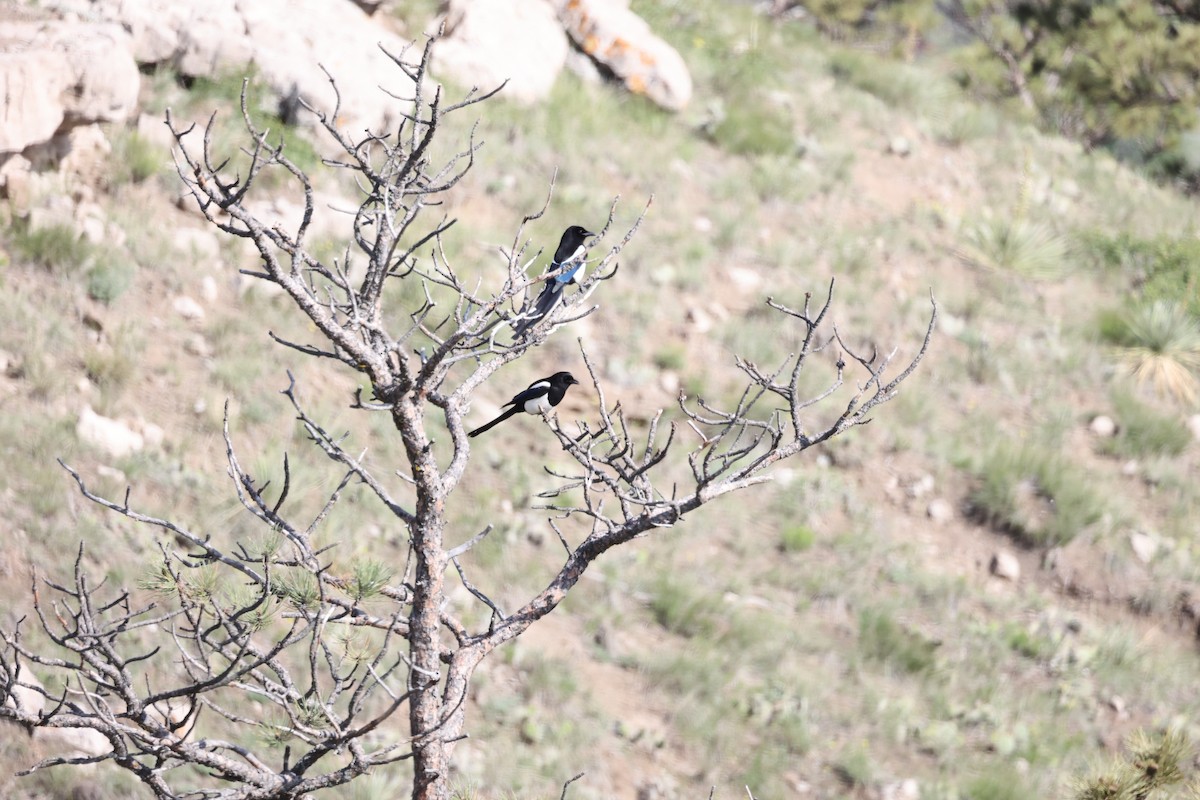 Black-billed Magpie - ML637132059