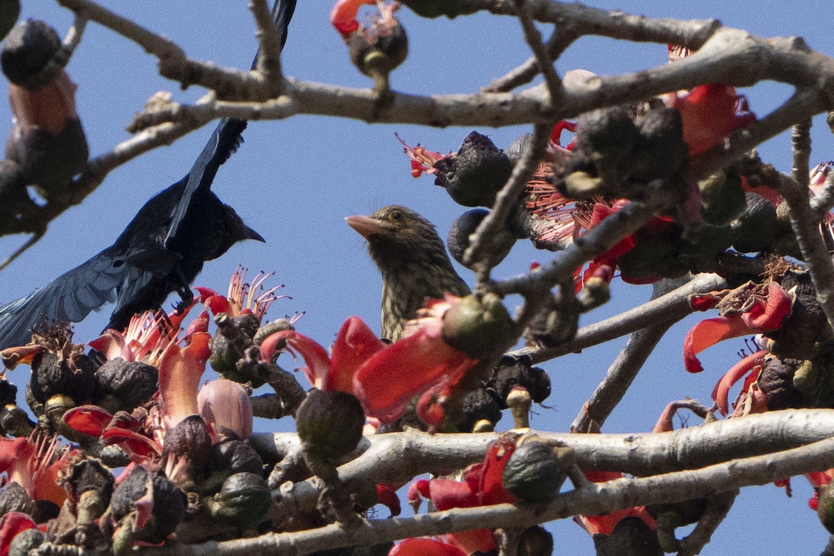 Lineated Barbet - ML637132090