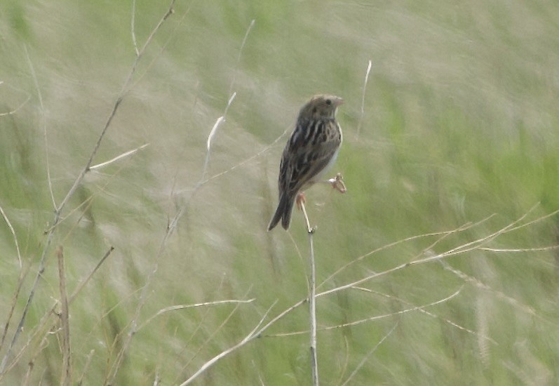 Baird's Sparrow - ML637132134