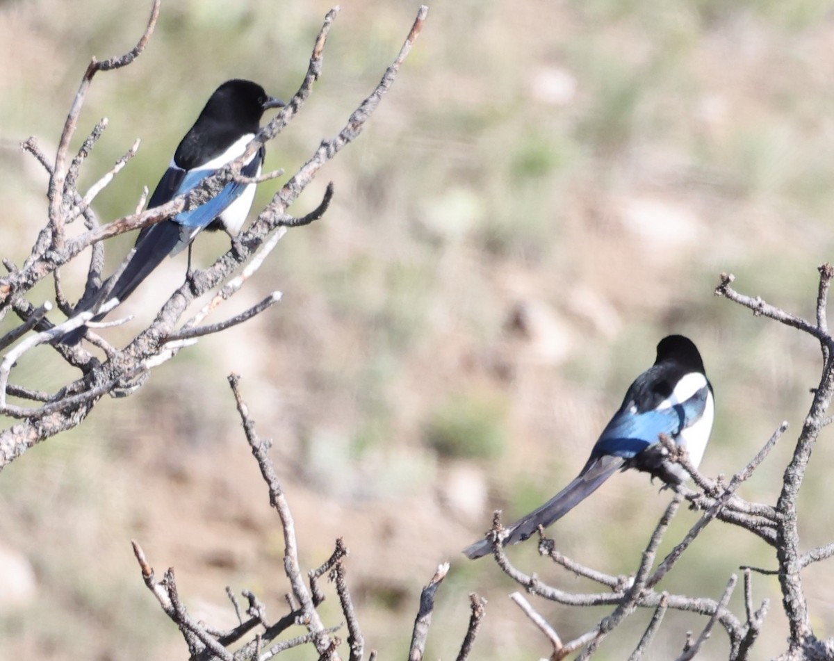 Black-billed Magpie - ML637132151
