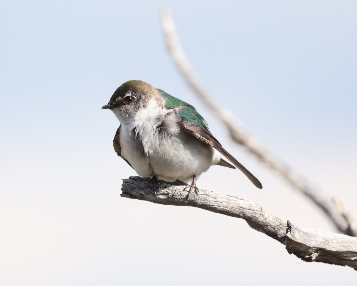 Violet-green Swallow - ML637132203