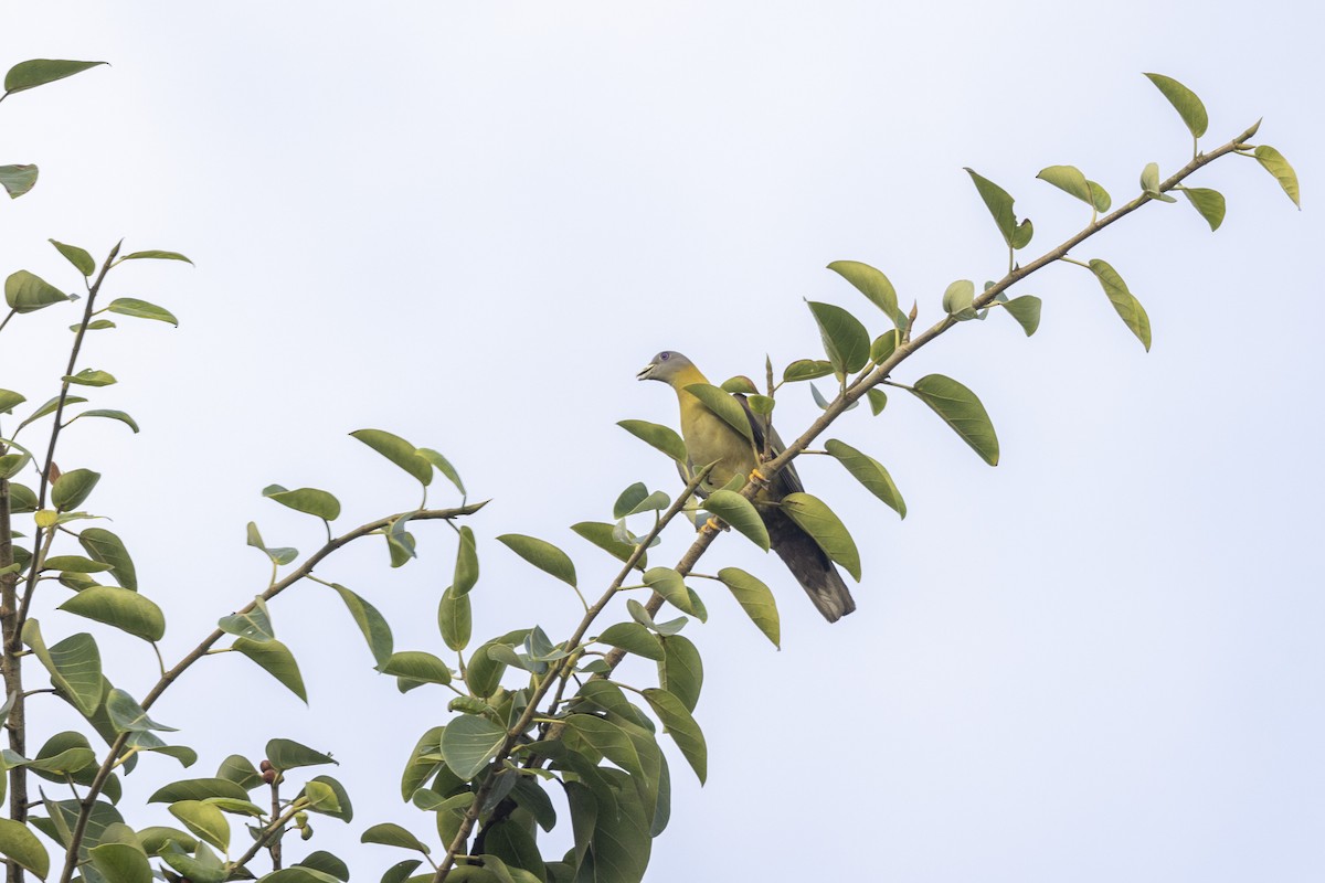 Yellow-footed Green-Pigeon - ML637132205