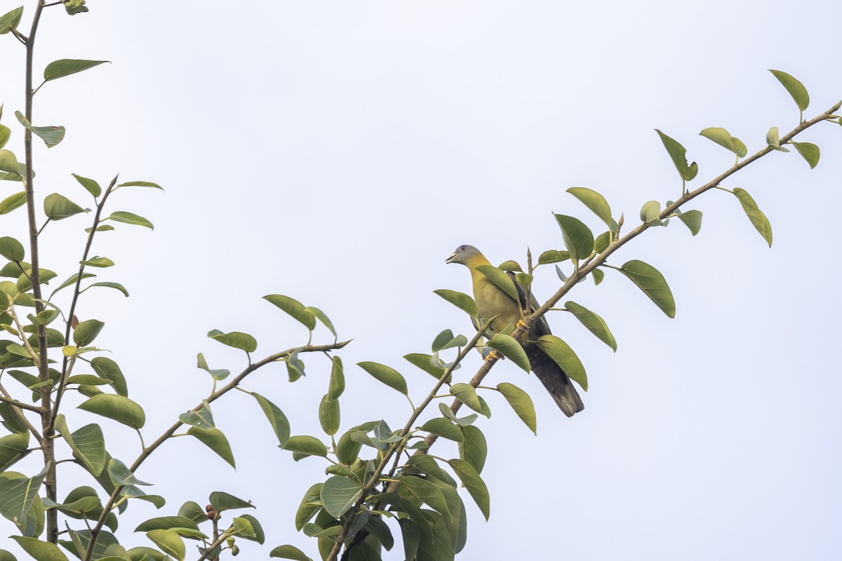 Yellow-footed Green-Pigeon - ML637132206