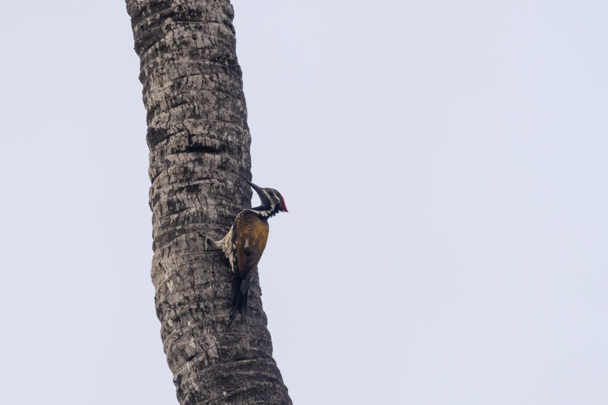 Black-rumped Flameback - ML637132223