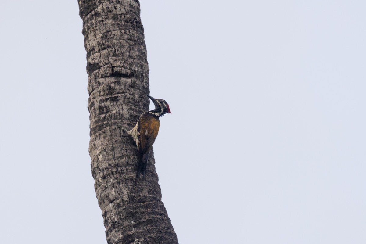 Black-rumped Flameback - ML637132224