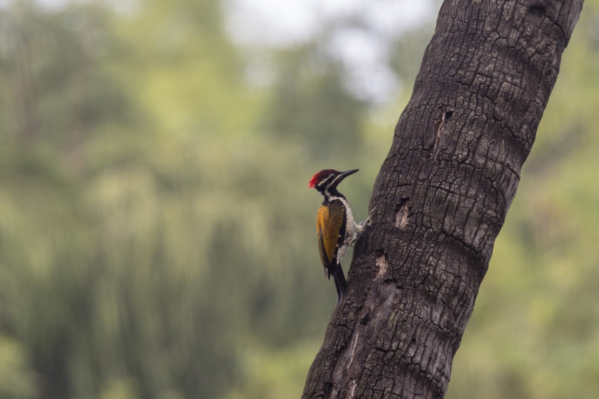 Black-rumped Flameback - ML637132225
