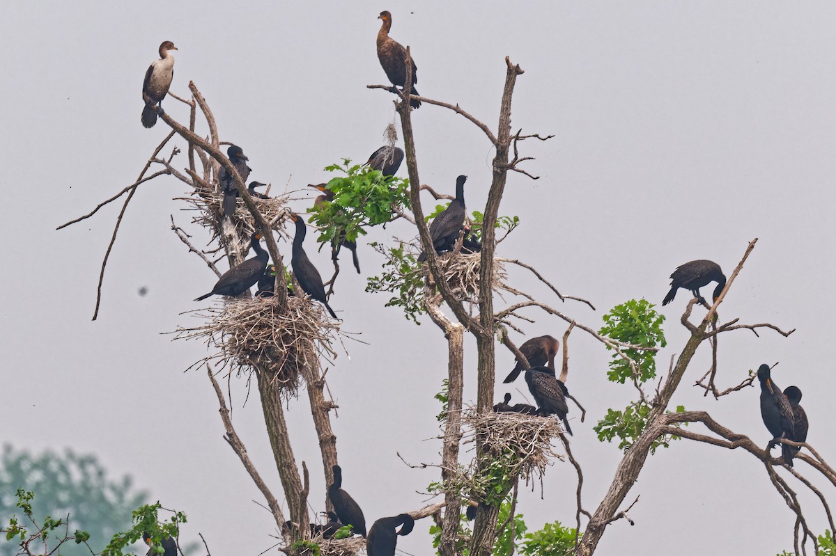 Double-crested Cormorant - ML637132237