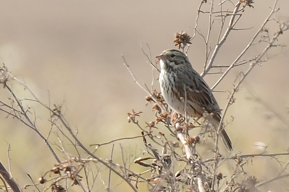 Savannah Sparrow - ML637132298