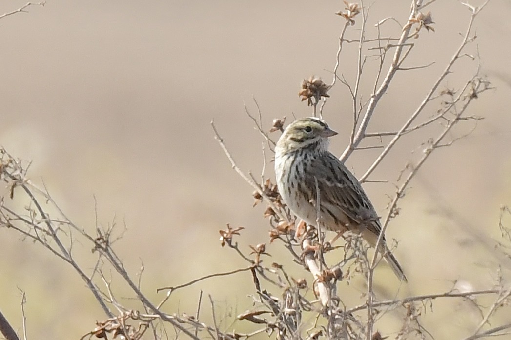 Savannah Sparrow - ML637132301